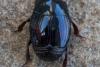 Margarinotus purpurascens